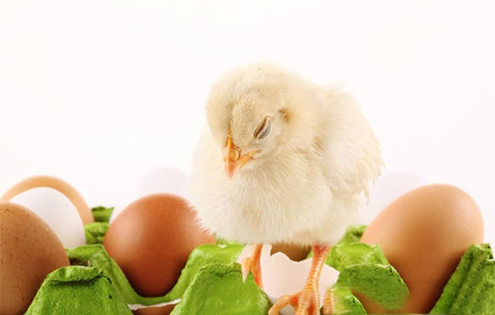 雞球蟲病多發的誘因