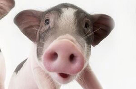 豬一生的體溫變化