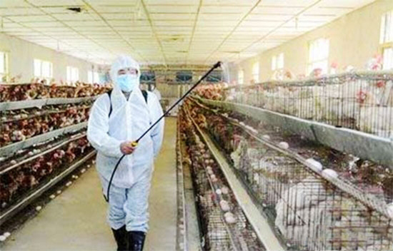 蛋雞疫苗免疫操作要領