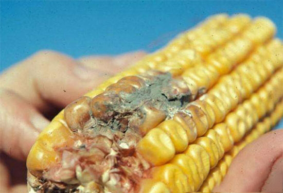 小心黃曲黴毒在豬場逞兇