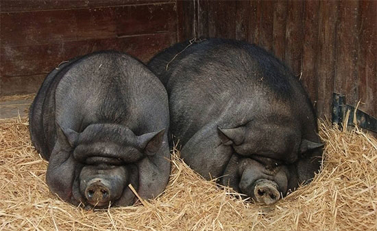 生豬價格跌破7元每斤 農民養一頭豬能掙多少錢？