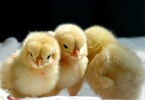 雛雞氣管堵塞應怎樣防治