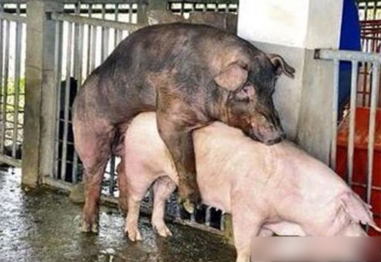 母豬配種過程中技術要點介紹