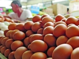 下半年雞蛋價格有望走出低谷 消費逐步回暖