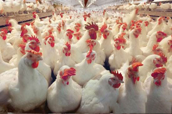 父母代蛋種雞産前期管理的措施