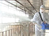豬場消毒經常都是要用到哪些藥物