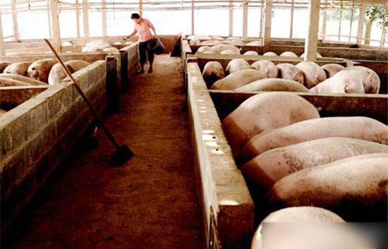 此輪環保督查對養豬業有哪些影響