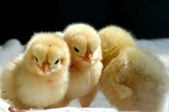 淺議影響雛雞質量的因素及解決方法