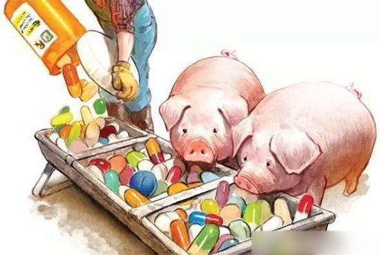 豬場謹防使用抗生素過度