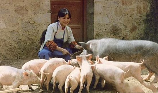 養豬人：我哭了，我再也不養豬了！