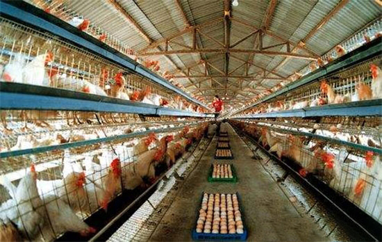 規模蛋雞場生産管理要點
