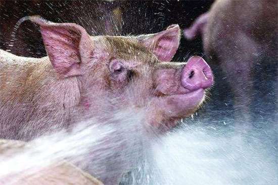 夏天給豬沖水降溫注意事項