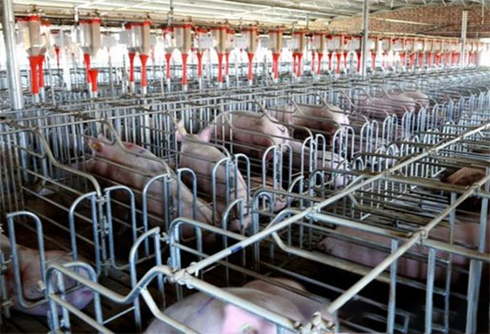 理想的豬舍具備的五個設施