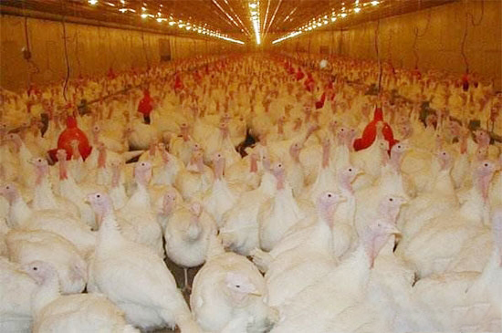 肉雞夏季的飼養管理及疾病防治