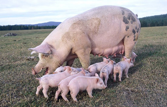 斷奶仔豬腹瀉的關鍵因素