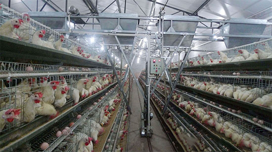 怎樣讓蛋雞高産