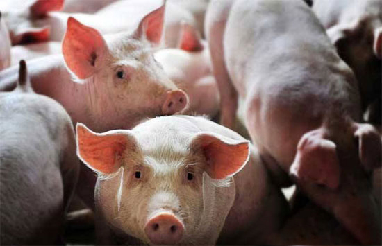 7省鼓勵養豬11省限制