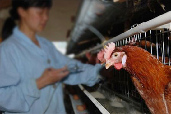 蛋雞的免疫方法及注意事項