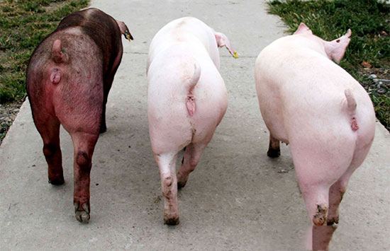 如何辨别豬種的好壞？