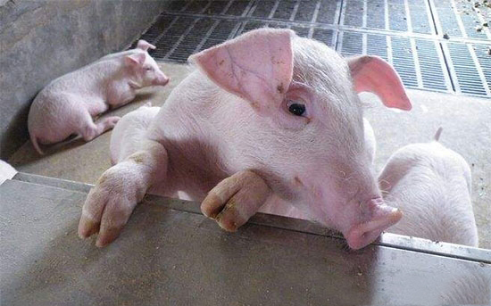 生豬喂糖的好處