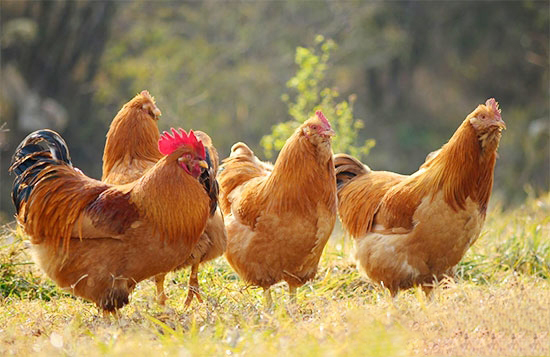 養雞巧補維生素