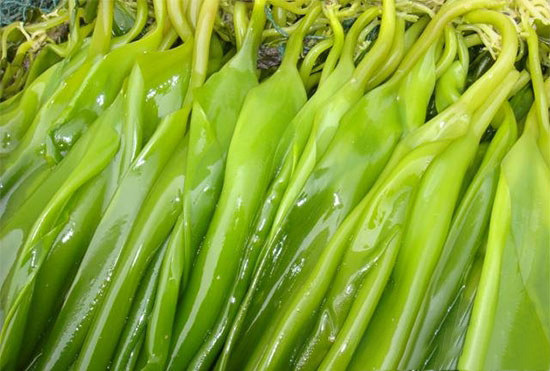 海帶喂豬好處多