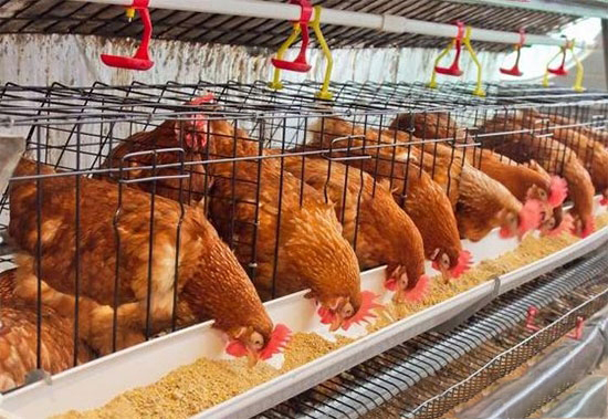 怎樣配養雞飼料