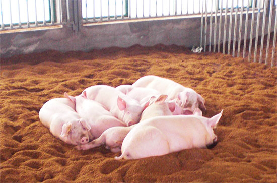 夏季高溫高濕要注意“三毒”的危害