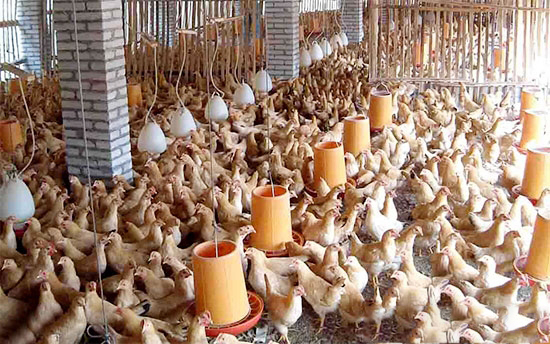 雜粕在雞飼料中的應用