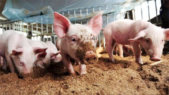 年内不會出現産能嚴重過剩局面