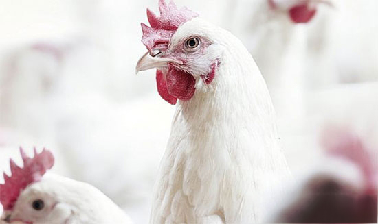 肉雞營養與科技發展趨勢