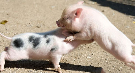 豬咬架主要原因有兩方面