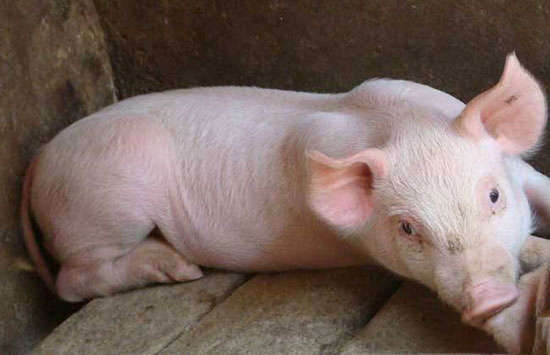 疾病預防與治療的區别