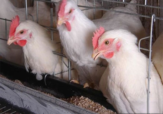 家禽生産中造成飼料浪費的原因及預防措施