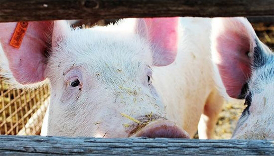 豬價一直下跌的真正原因是什麼
