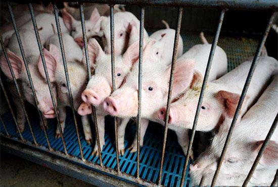 2017中國生豬市場趨勢分析