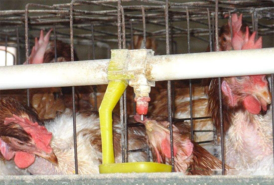 蛋雞飲水3高峰你給水對了沒?