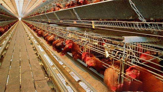 如何科學選用雞飼料