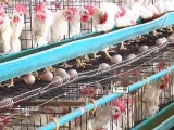 夏季怎樣讓雞産蛋不“歇伏”