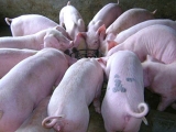 養豬技術“三良”法飼養育肥
