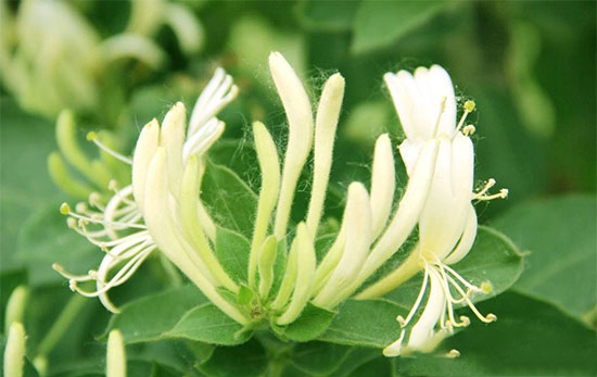 韭菜和金銀花在豬場中的妙用