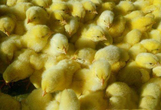 肉雞養戶進苗前準備工作