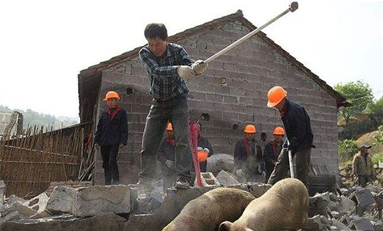 難道未來散養戶要消失了嗎？