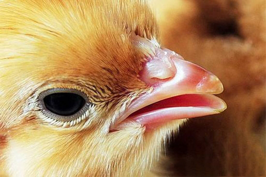 雛雞為什麼要先飲水後開食