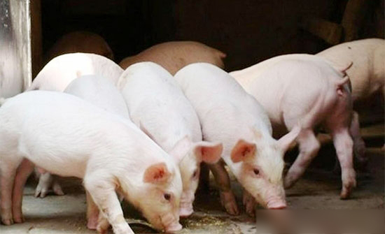 夏季養豬讨厭的蚊子怎麼辦?