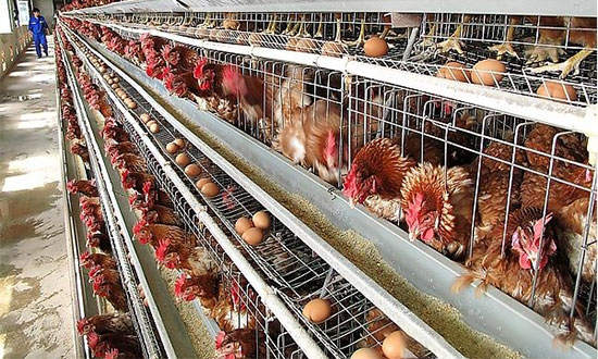 蛋雞産蛋期間的營養