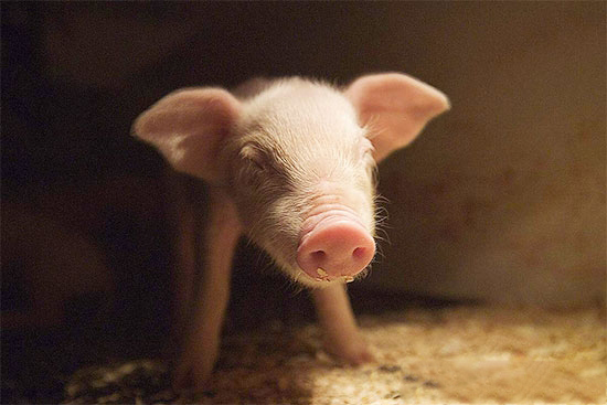 新生仔豬莫名死去的原因