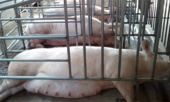 懷孕母豬産前的保健