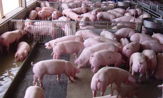 今年養豬有盼頭了？
