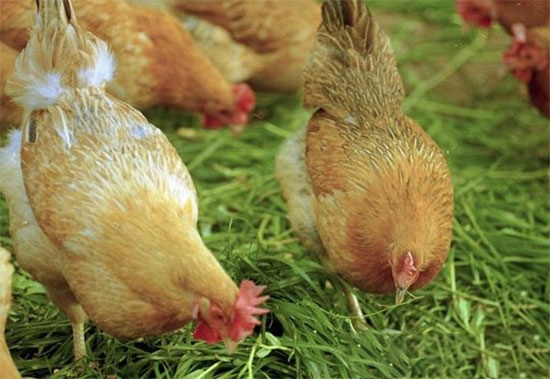 導緻雞飼料中維生素缺乏的原因